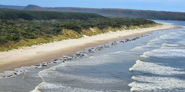 Le département tasmanien des ressources naturelles et de l'environnement a déclaré mercredi qu'une équipe de conservation marine se dirigeait vers Ocean Beach à Port Macquarie sur la côte ouest de la Tasmanie en Australie, où les baleines se sont échouées.