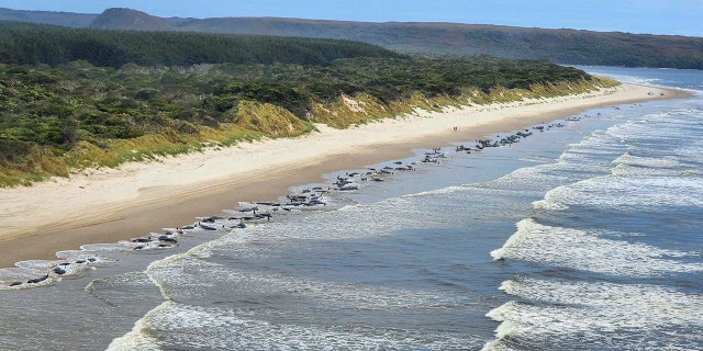 It was unclear what caused the group of pilot whales to become stranded en masse.