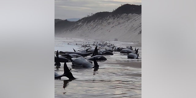 Een groep van ongeveer 230 walvissen strandde woensdag in Macquarie Harbor in Strahan, Tasmanië, Australië.