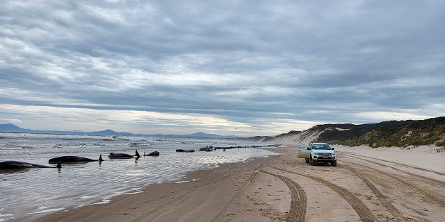 The whales, pictured above, were found stranded on Tasmania’s west coast just days after 14 sperm whales were found beached on an island off the northwestern coast.