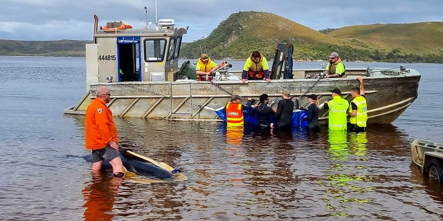 Rescuers attempt to move a stranded whale to open water in Macquarie Harbor on the west coast of Tasmania in Australia on Thursday.