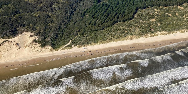 Whales are pictured stranded on Ocean Beach at Macquarie Harbour on the west coast of Tasmania of Australia, on Thursday.