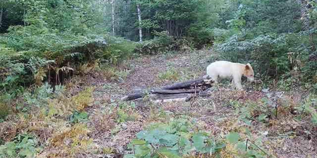 White black bear is spotted in Michigan's Upper Peninsula on Sept. 5, 2022.