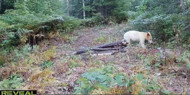 White Black Bear is sighted on September 5, 2022 in Michigan's Upper Peninsula.