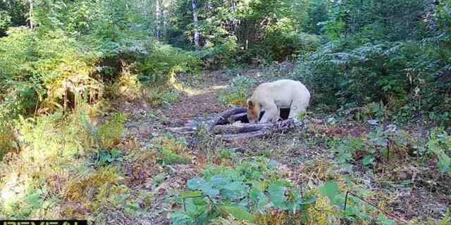 A rare white-coated black bear first sighted in Michigan on September 4, 2022.