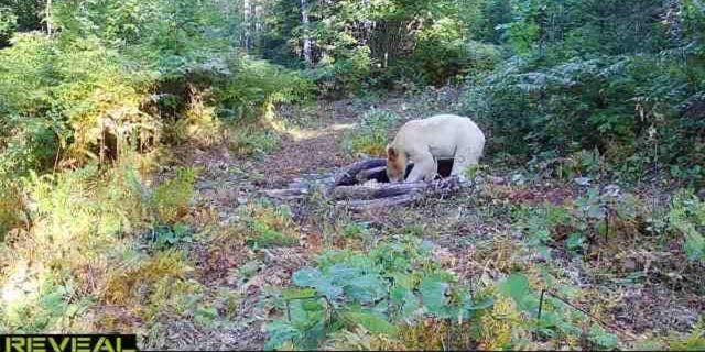 A rare white-coated black bear first sighted in Michigan on September 4, 2022.