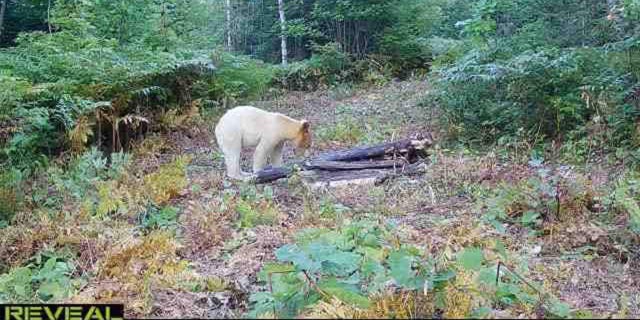 A white black bear spotted on a wildlife cam in Michigan's Upper Peninsula on September 5, 2022.