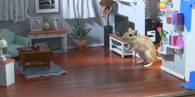 The character of Bella is played by two gerbils named Ginger and Charlotte.