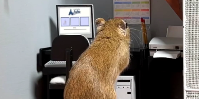 1980's-loving gerbil Bella is shown using a dial-up Internet connection to AOL.