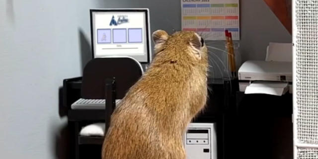 1980's-loving gerbil Bella is shown using a dial-up Internet connection to AOL.