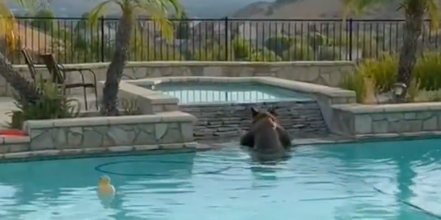 Black bear in California cools off over Labor Day weekend in homeowner's pool in Simi Valley. (Fox Los Angeles)