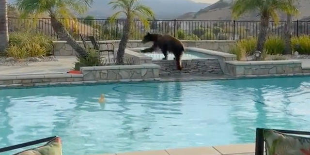 Black bear in California cools off over Labor Day weekend in homeowner's pool in Simi Valley. (Fox Los Angeles)