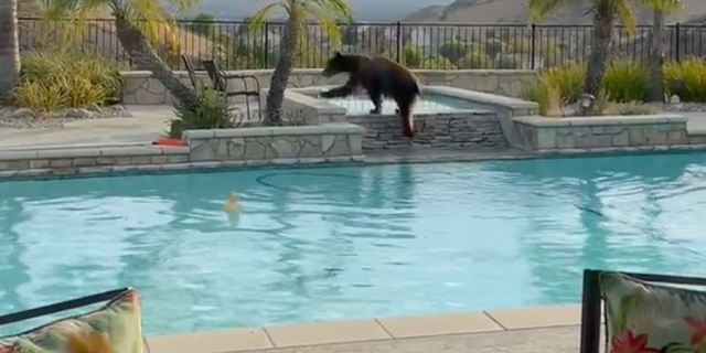 Black bear in California cools off over Labor Day weekend in homeowner's pool in Simi Valley. (Fox Los Angeles)