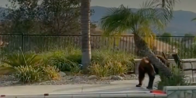 Black bear in California cools off over Labor Day weekend in homeowner's pool in Simi Valley, scratches back on tree. (Fox Los Angeles)