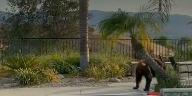 Black bear in California cools off over Labor Day weekend in homeowner's pool in Simi Valley, scratches back on tree. (Fox Los Angeles)