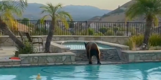 Black bear in California cools off over Labor Day weekend in homeowner's pool in Simi Valley. (Fox Los Angeles)