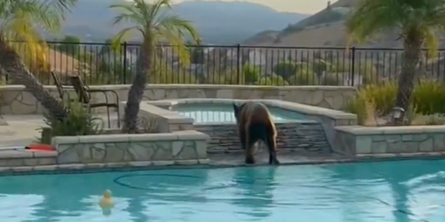 Black bear in California cools off over Labor Day weekend in homeowner's pool in Simi Valley. (Fox Los Angeles)