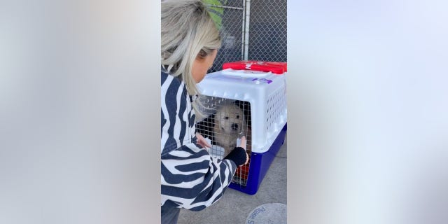 Little Captain, a golden retriever puppy, took a solo flight to Melbourne, Australia, to meet his new owner, Carly Hudson.