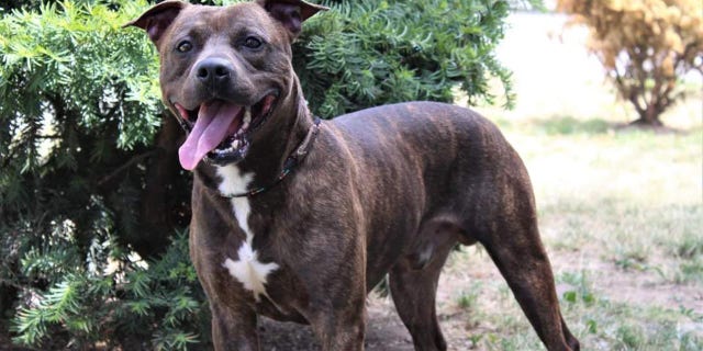 Carmine is caught playing outside.