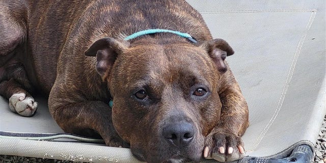 Carmine, a brindle mix, is lounging on a cot waiting for her forever home.