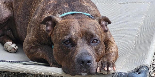 Carmine, a brindle mix, is lounging on a cot waiting for her forever home.