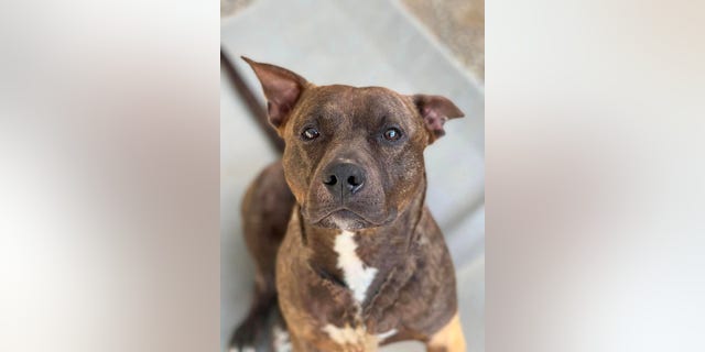 Brindle mix Carmine is up for adoption at Sammy's Hope Animal Welfare and Adoption Center in Sayreville, N.J.