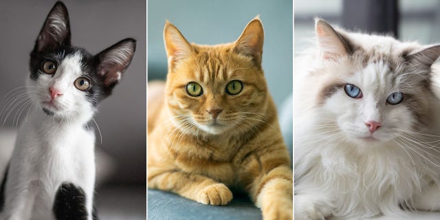 The paper shares information "about the factors that may shape our interest in interacting with cats."