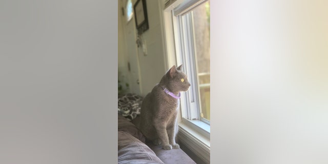 Lilly the cat had recently moved to a new neighborhood with her family before she went missing for about a week in August 2022.