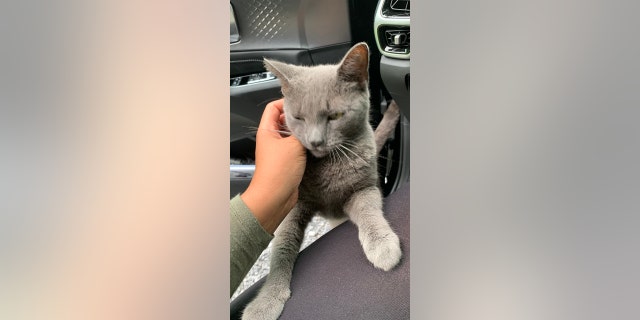 Lilly often greets her family when they pull into their driveway at home.