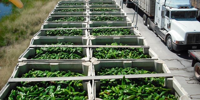Pictured: A truckload of green chiles waiting to be inspected at Columbus, New Mexico. Border authorities said on Sept. 12, 2022, that they will be assigning more agricultural specialists to handle the increase in chile imports