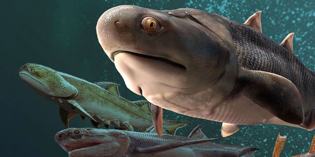 This illustration provided by Heming Zhang in September 2022 depicts some of the fossil fish, more than 400 million years old, which were found by researchers in southern China, announced in a series of studies published in the journal Nature on Wednesday, Sept. 28, 2022.