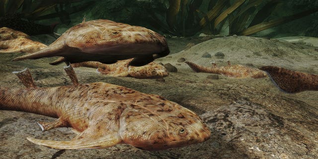 This illustration provided by Heming Zhang in September 2022 shows Xiushanosteus mirabilis, one of the fossil fish, more than 400 million years old, that were found by researchers in southern China, announced in a series of studies published in the journal Nature on Wednesday, September 9.  28, 2022.