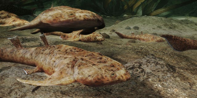 This illustration provided by Heming Zhang in September 2022 depicts Xiushanosteus mirabilis, one of the fossil fish, more than 400 million years old, which were found by researchers in southern China, announced in a series of studies published in the journal Nature on Wednesday, Sept. 28, 2022.