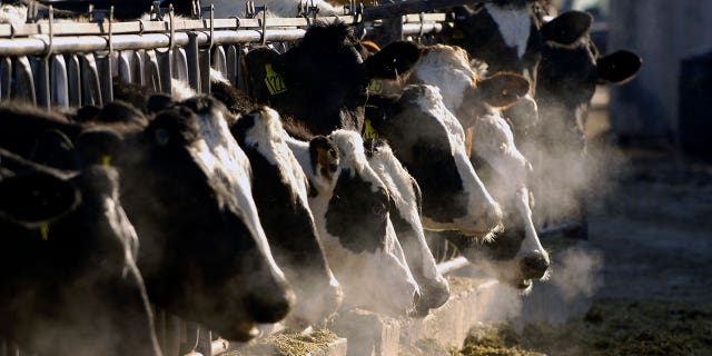 Pictured: A line of Holstein dairy cows feeding through a fence at a dairy farm outside Jerome, Idaho, on March 11, 2009.