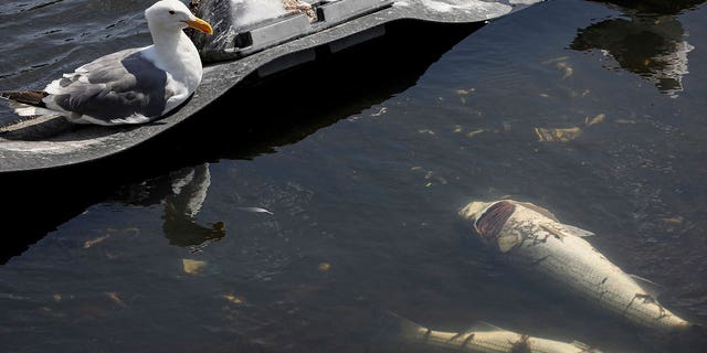 Seagulls are sitting next to dead fish in Lake Merritt in Oakland, California, on Aug. 29, 2022. Large numbers of fish and other marine life are dying from red tide, a toxic algae bloom.