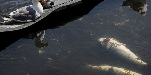Seagulls are sitting next to dead fish in Lake Merritt in Oakland, California, on Aug. 29, 2022. Large numbers of fish and other marine life are dying from red tide, a toxic algae bloom.