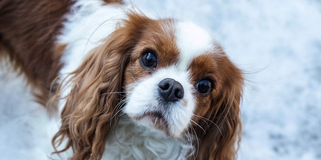 Cavalier King Charles Spaniels are a combination of multiple dogs.