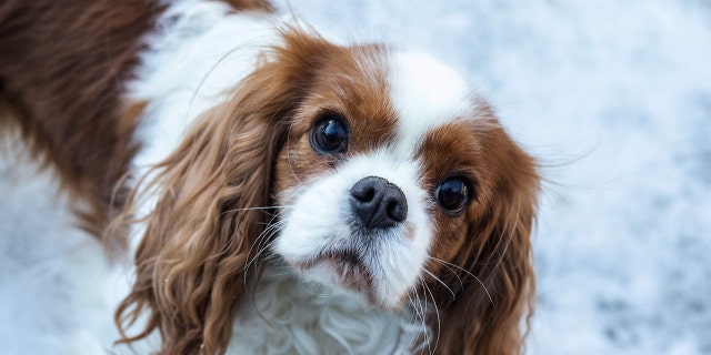 Cavalier King Charles Spaniels are a combination of multiple dogs.