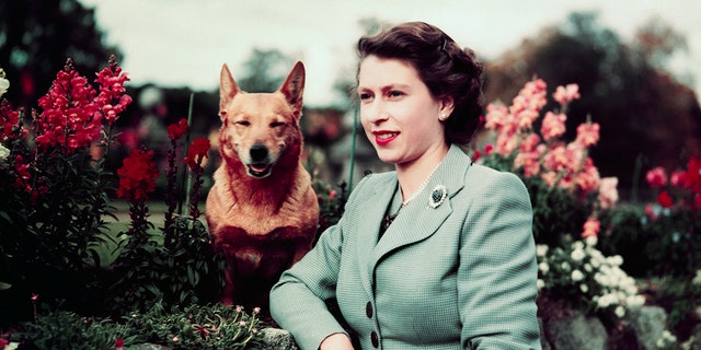 Queen Elizabeth II of England at Balmoral Castle with one of her Corgis, pictured in 1952.