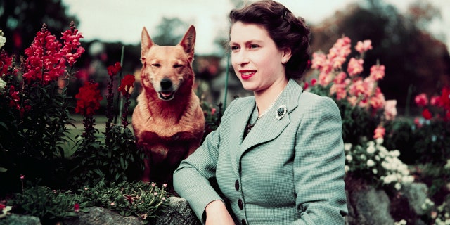 Queen Elizabeth II of England at Balmoral Castle with one of her Corgis, pictured in 1952.