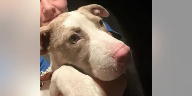 Emilia suffered a few scratches and was hungry, but was otherwise uninjured.  The shelter doesn't believe the person who located the pup had anything to do with the break-in.