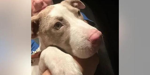 Emilia suffered a few scratches and was hungry, but was otherwise uninjured.  The shelter doesn't believe the person who located the pup had anything to do with the break-in.