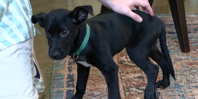 A Tennessee man located and rescued a puppy he witnessed being thrown out of a car at an intersection.