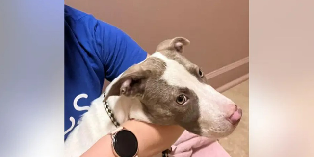 One of the three puppies stolen during a break-in at an animal shelter in Atlanta, Georgia, has been found safe and is now back at the shelter.