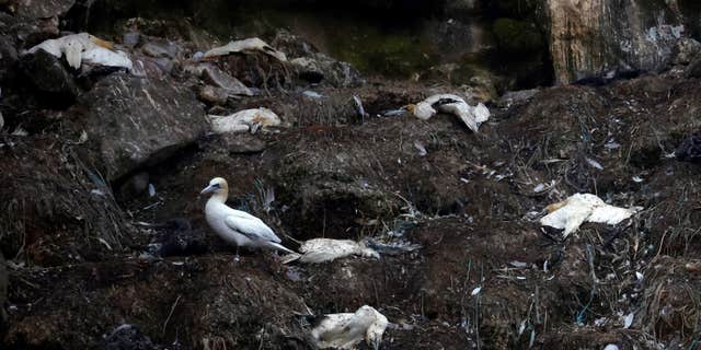 Dead gannets litter the coast of Perros-Guirec in Brittany, France, on Sept. 5, 2022, as bird flu wreaks havoc across the globe.