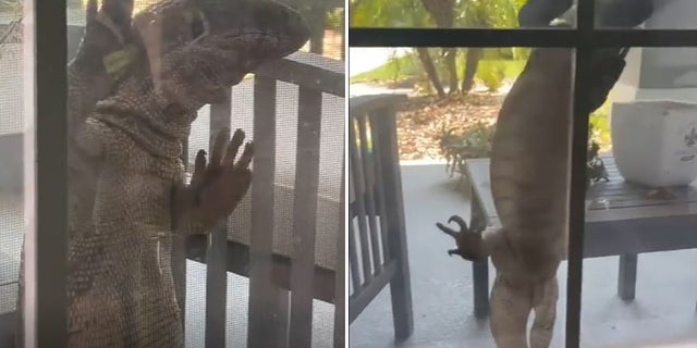 A giant lizard, which appeared to be a savanna monitor, was recorded on video trying to climb the window of a house in Apopka, Florida.