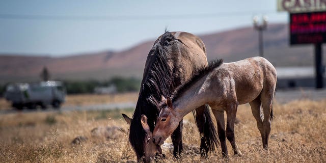 grazing horses