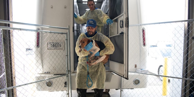 Kitty Block, président et chef de la direction de la Humane Society des États-Unis, accueille les Beagles au Maryland Care and Rehabilitation Center de l'organisation le jeudi 1er septembre 2022 après que l'organisation les a retirés de l'installation d'Envigo RMS LLC dans le cadre d'un plan de transfert avait enlevé à Cumberland, Virginie. Le ministère de la Justice a demandé à la Humane Society des États-Unis de prendre la responsabilité de coordonner l'hébergement d'environ 4 000 beagles Envigo qui ont élevé des chiens pour les vendre à des laboratoires d'expérimentation animale.