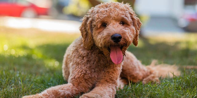 Dogs can sense barometric pressure changes — the changes in pressure in the air can alert dogs that severe changes in weather are near.