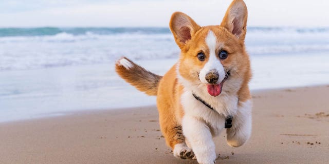 dog on beach